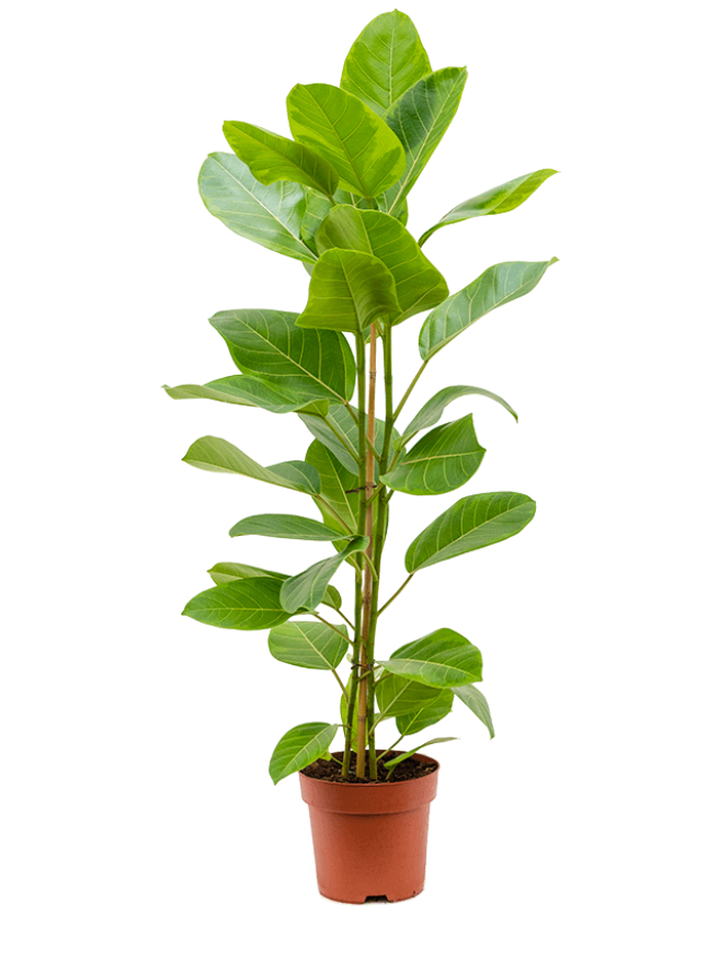 Ficus Altissima Yellow Gem