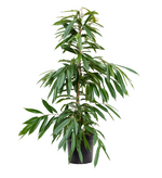 Load image into Gallery viewer, Ficus Amstel King
