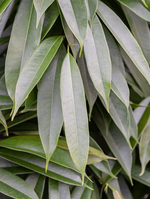 Load image into Gallery viewer, Ficus Amstel King
