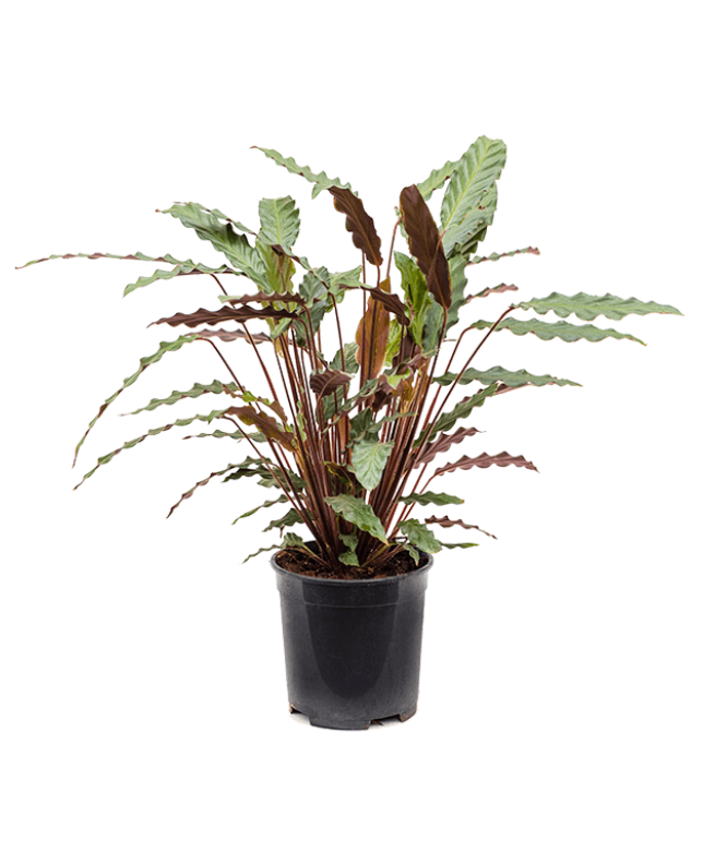 Calathea Wavestar