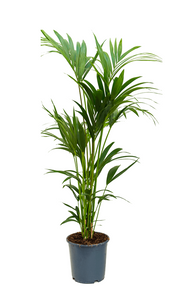 Kentia (Howea) palm