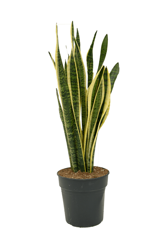 Sanseveria Laurentii
