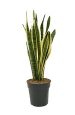Load image into Gallery viewer, Sanseveria Laurentii
