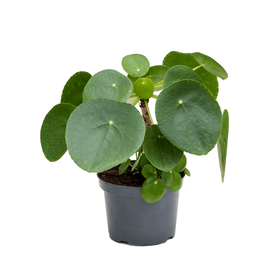 Pilea Peperomoides