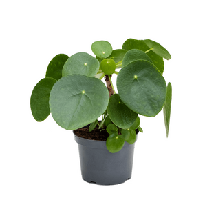 Pilea Peperomoides
