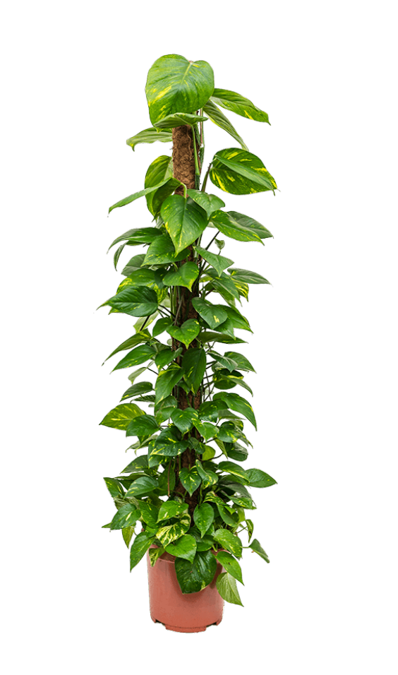 Epipremnum Aureum