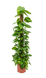 Load image into Gallery viewer, Epipremnum Aureum
