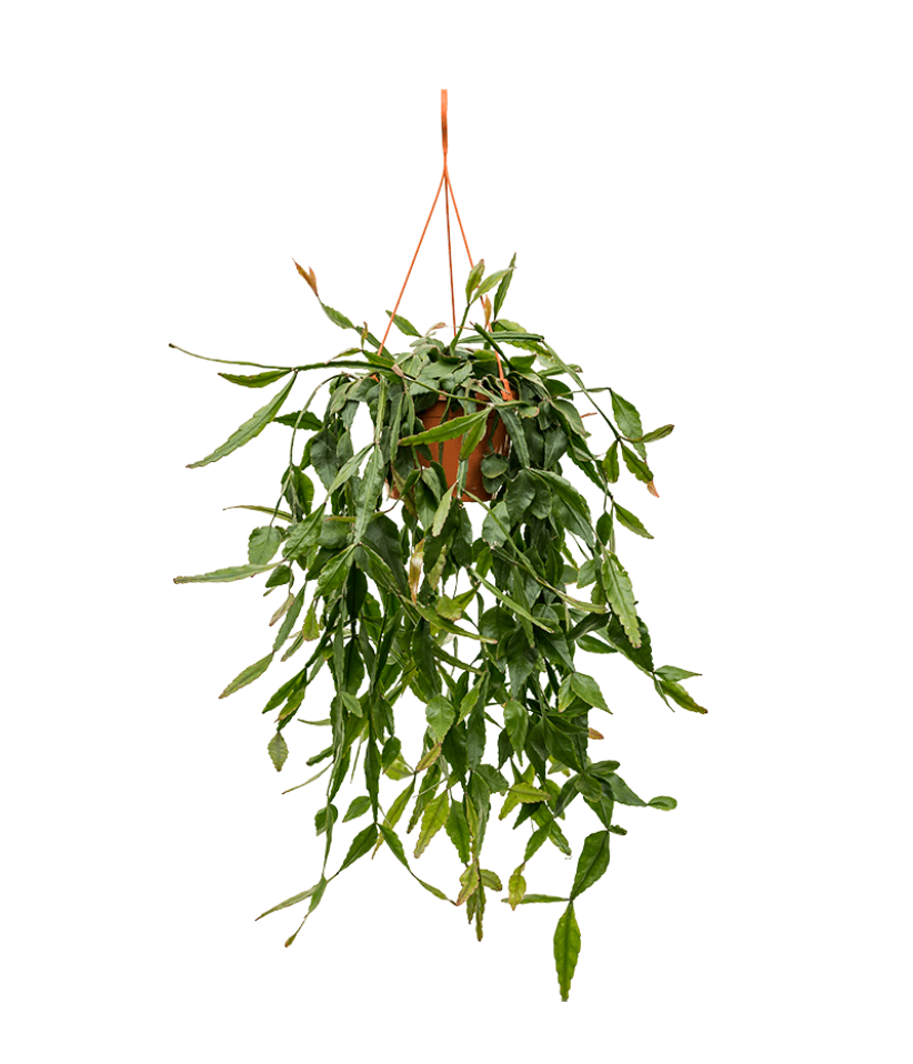Rhipsalis Eliptica