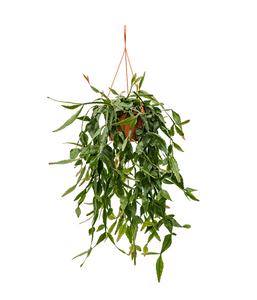 Rhipsalis Eliptica