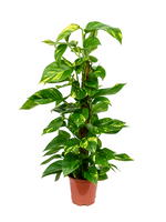 Load image into Gallery viewer, Epipremnum Aureum
