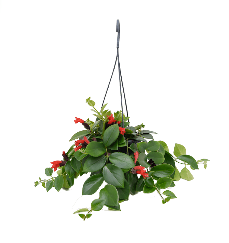 Aeschynanthus Mona Lisa
