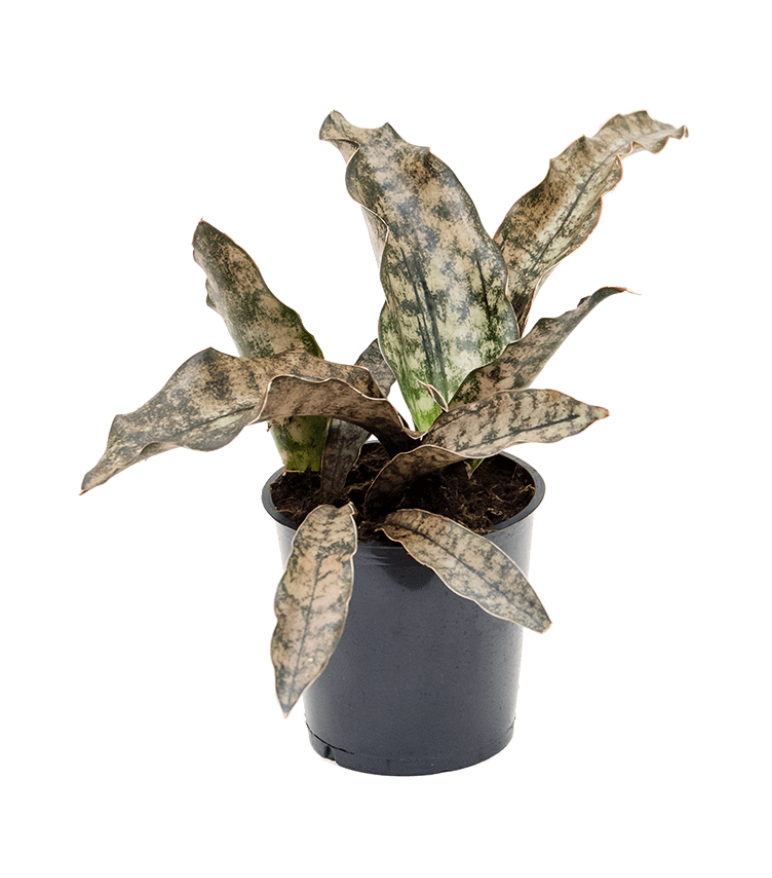 Sanseveria Star Canyon