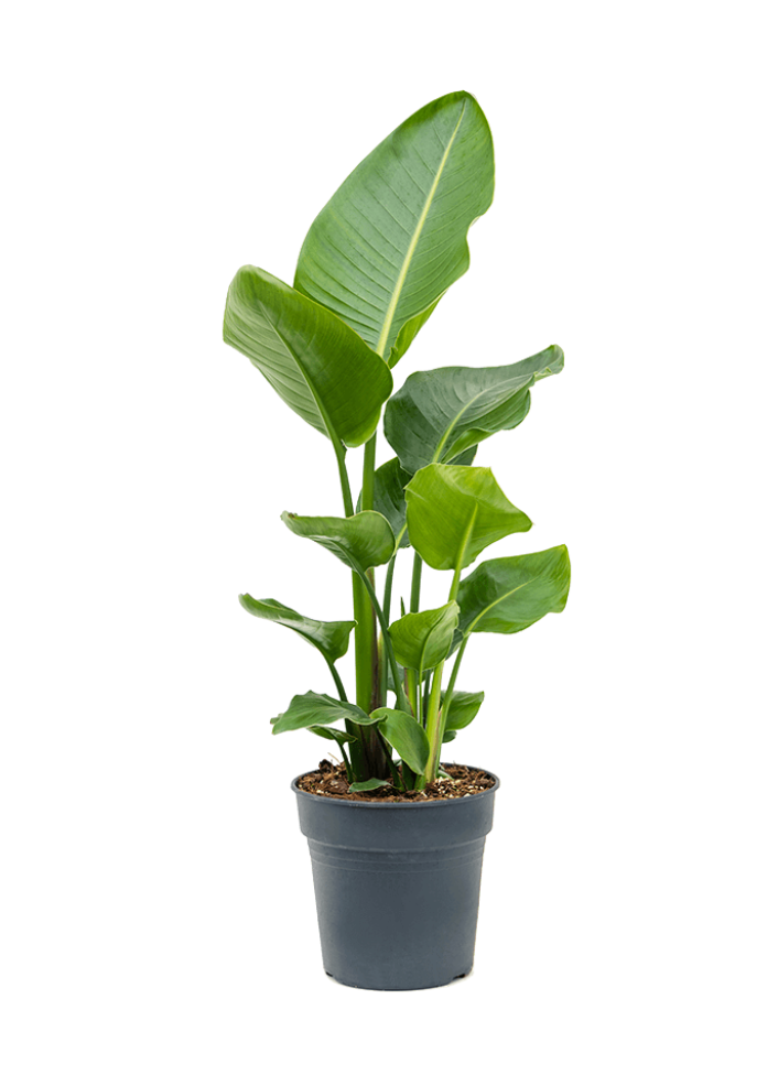 Strelitzia Nicolaii