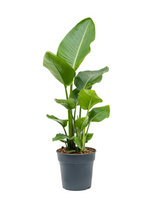 Load image into Gallery viewer, Strelitzia Nicolaii

