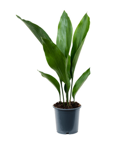 Aspidistra Elatior