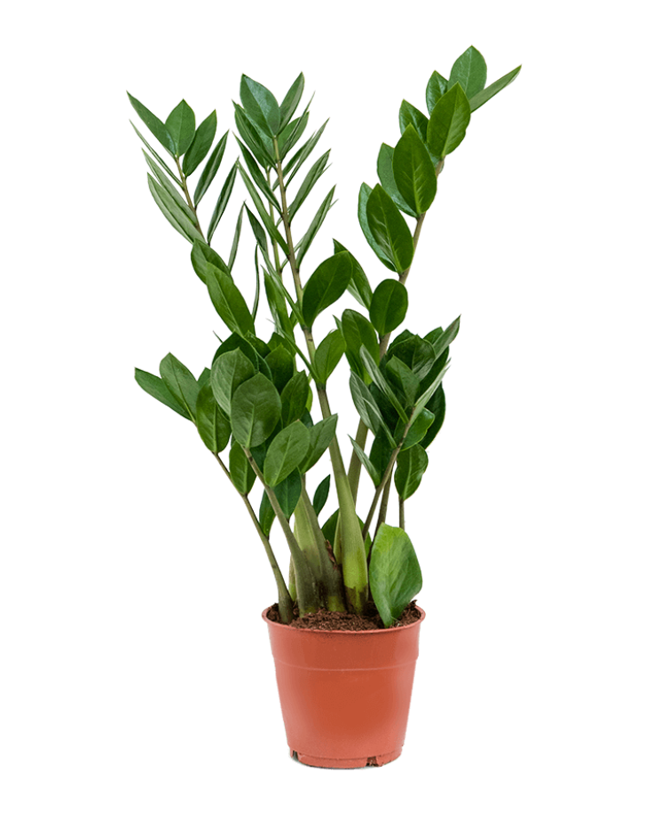 Zamioculcas Zamiifolia