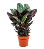 Load image into Gallery viewer, Calathea Ornata
