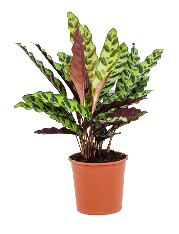 Calathea Insignis