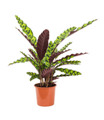 Load image into Gallery viewer, Calathea Insignis
