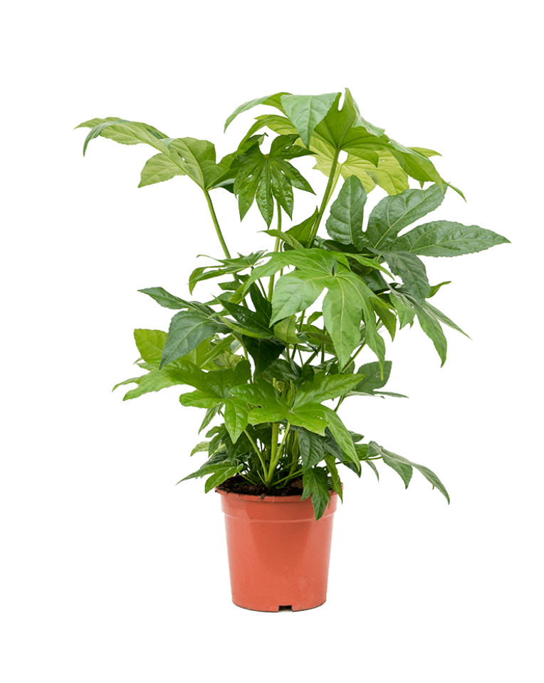 Fatsia Japonica