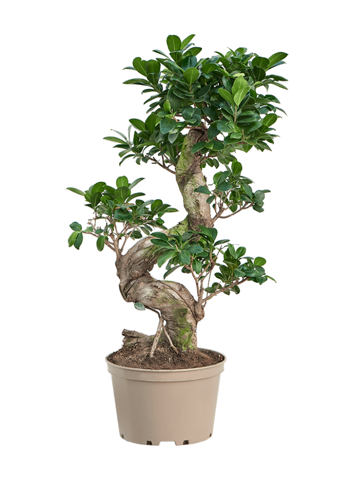 Ficus Microcarpa Compacta S Stem
