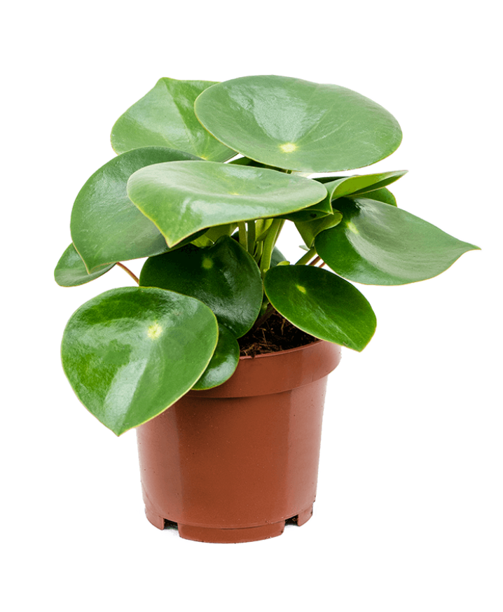 Peperomia Raindrop