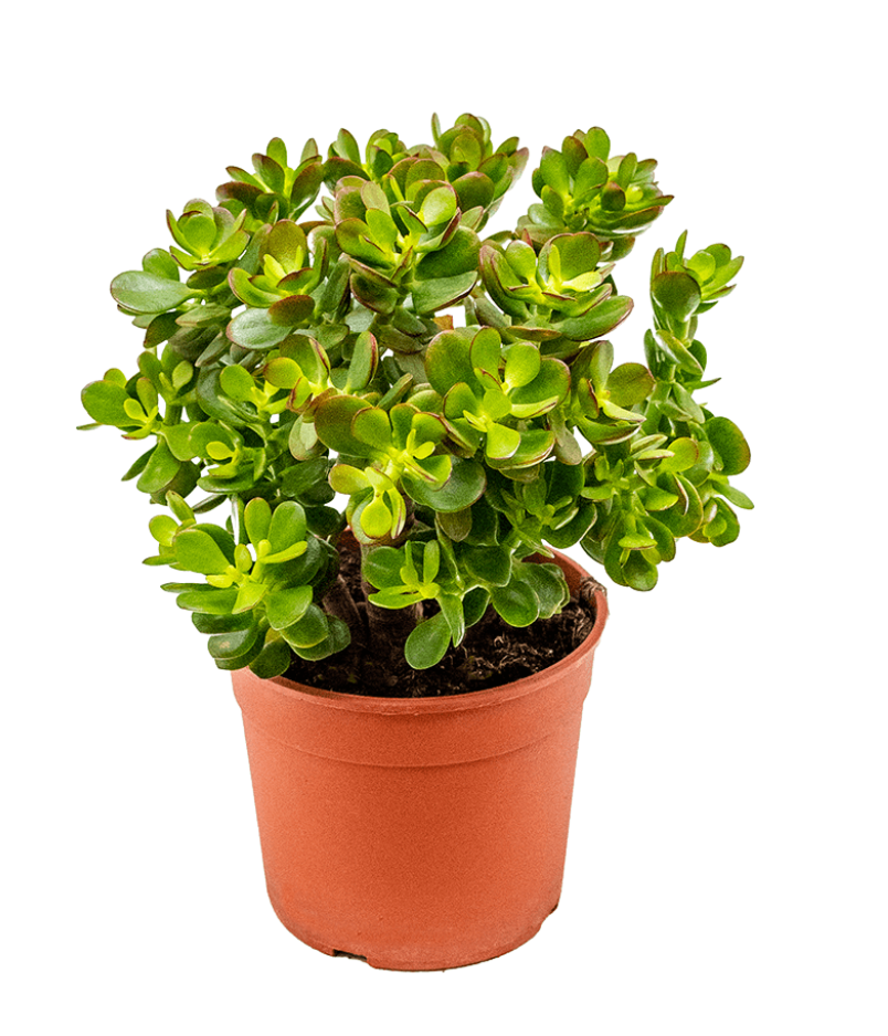 Crassula Ovata Minor