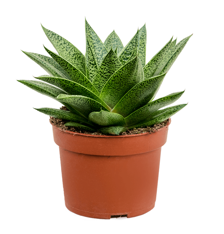 Gasteria D'Tiga