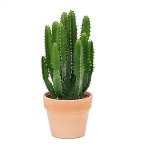 Euphorbia Triangularis