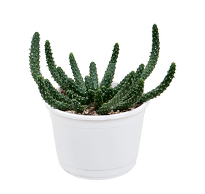 Euphorbia Inermis