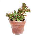 Load image into Gallery viewer, Echeveria Pulvinata
