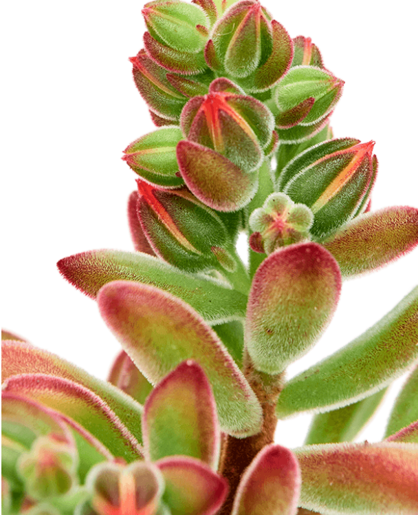 Echeveria Pulvinata