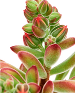 Load image into Gallery viewer, Echeveria Pulvinata
