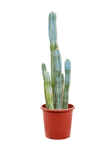 Pilosocereus Azureus