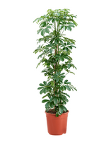 Load image into Gallery viewer, Schefflera Arboricola Compacta
