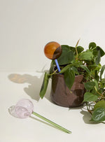 Load image into Gallery viewer, Flora Aqua Globe
