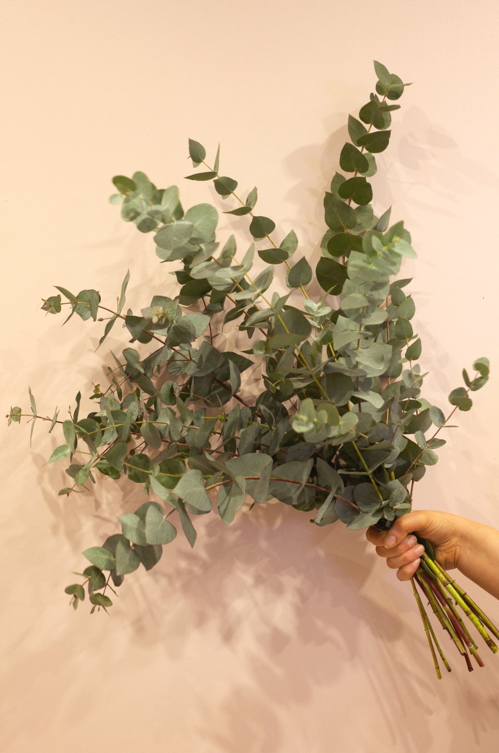 Eucalyptus bouquet deals