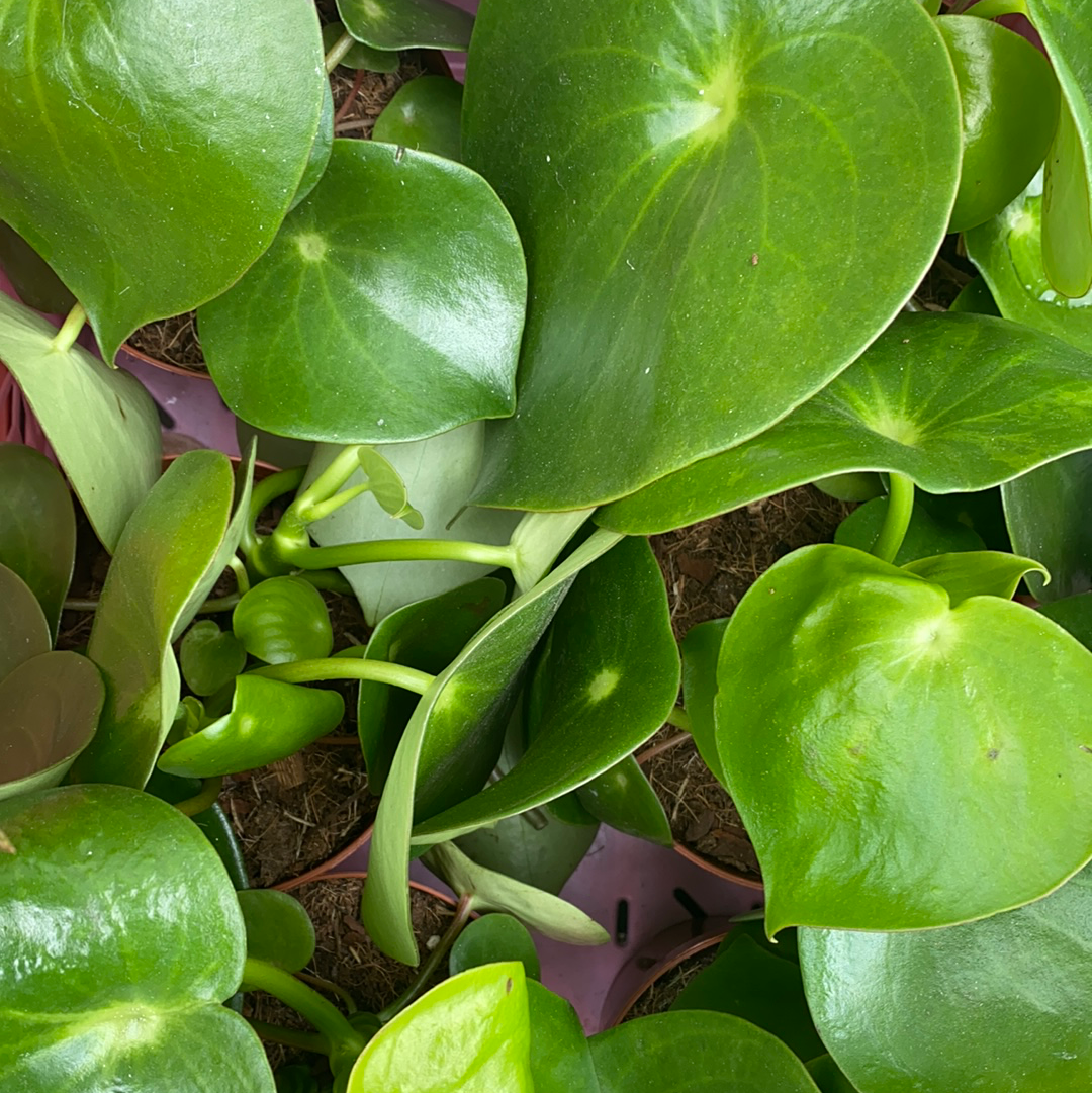 Peperomia Raindrop