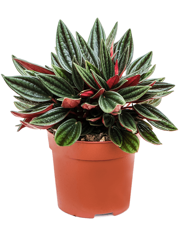 Peperomia Rosso