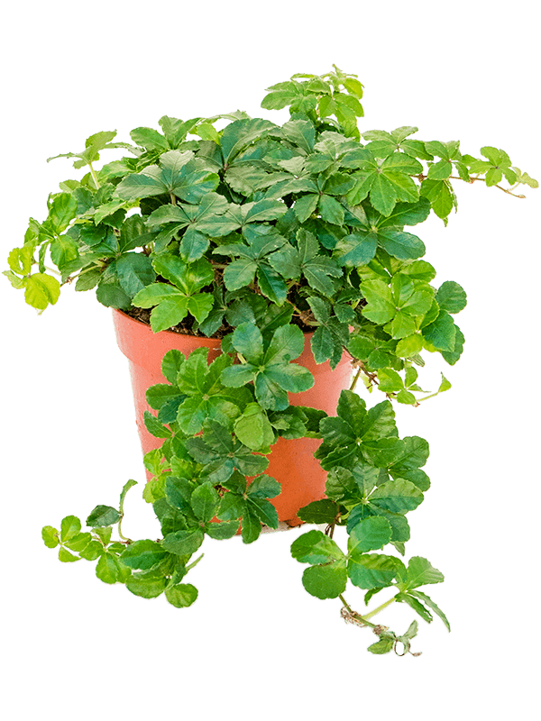 Parthenocissus Striata