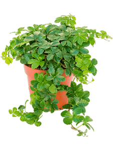 Parthenocissus Striata