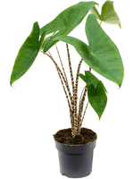 Load image into Gallery viewer, Alocasia Zebrina
