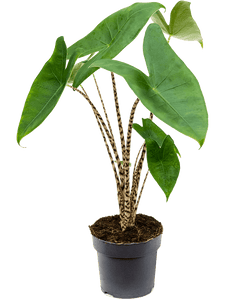 Alocasia Zebrina