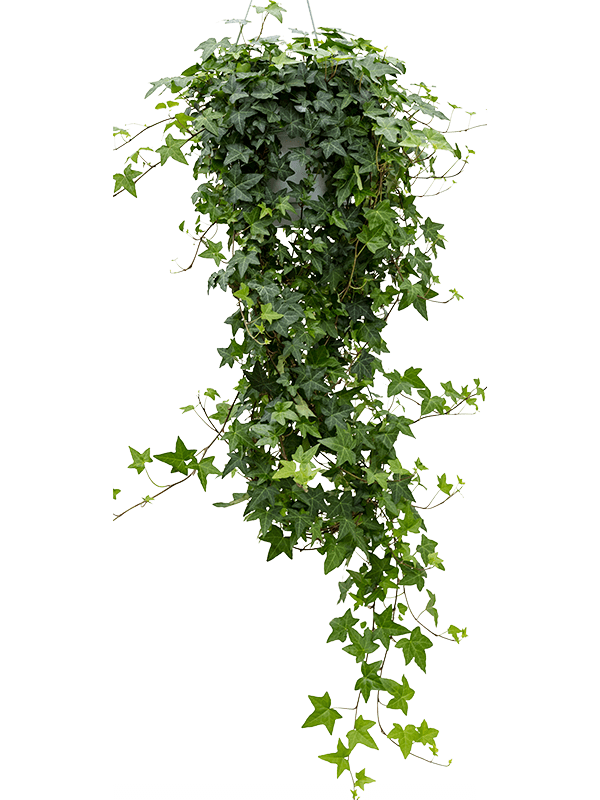 Hedera Helix Pittsburgh