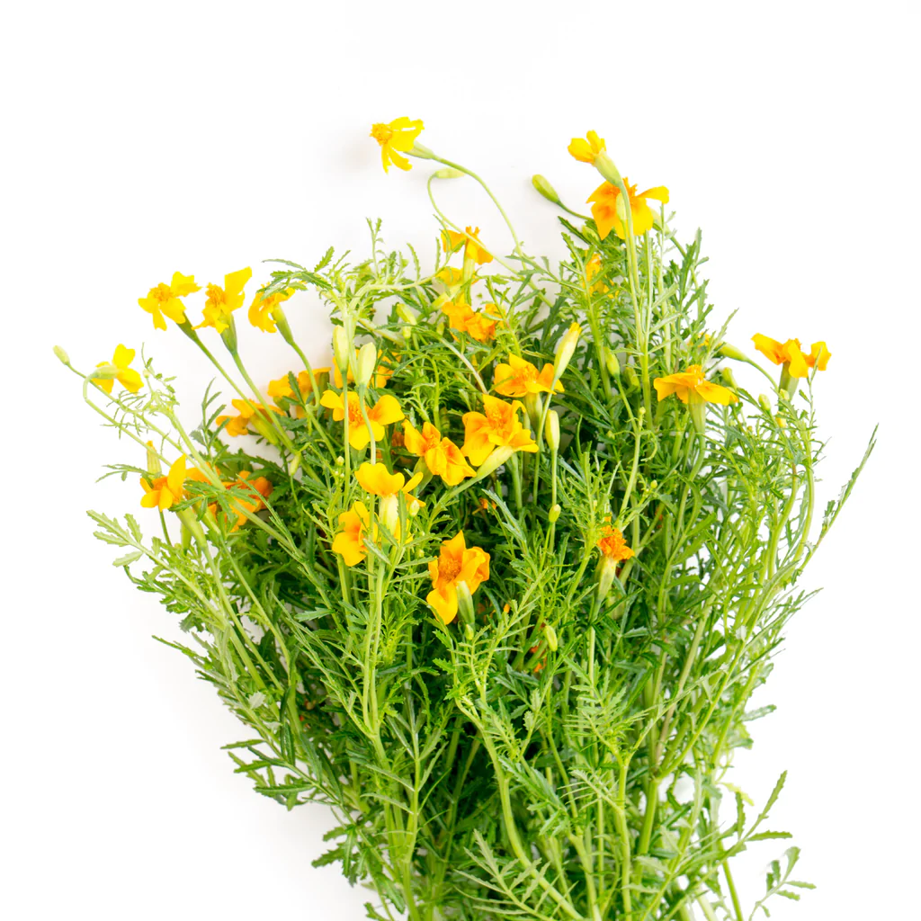 Marigold Starfire Mix