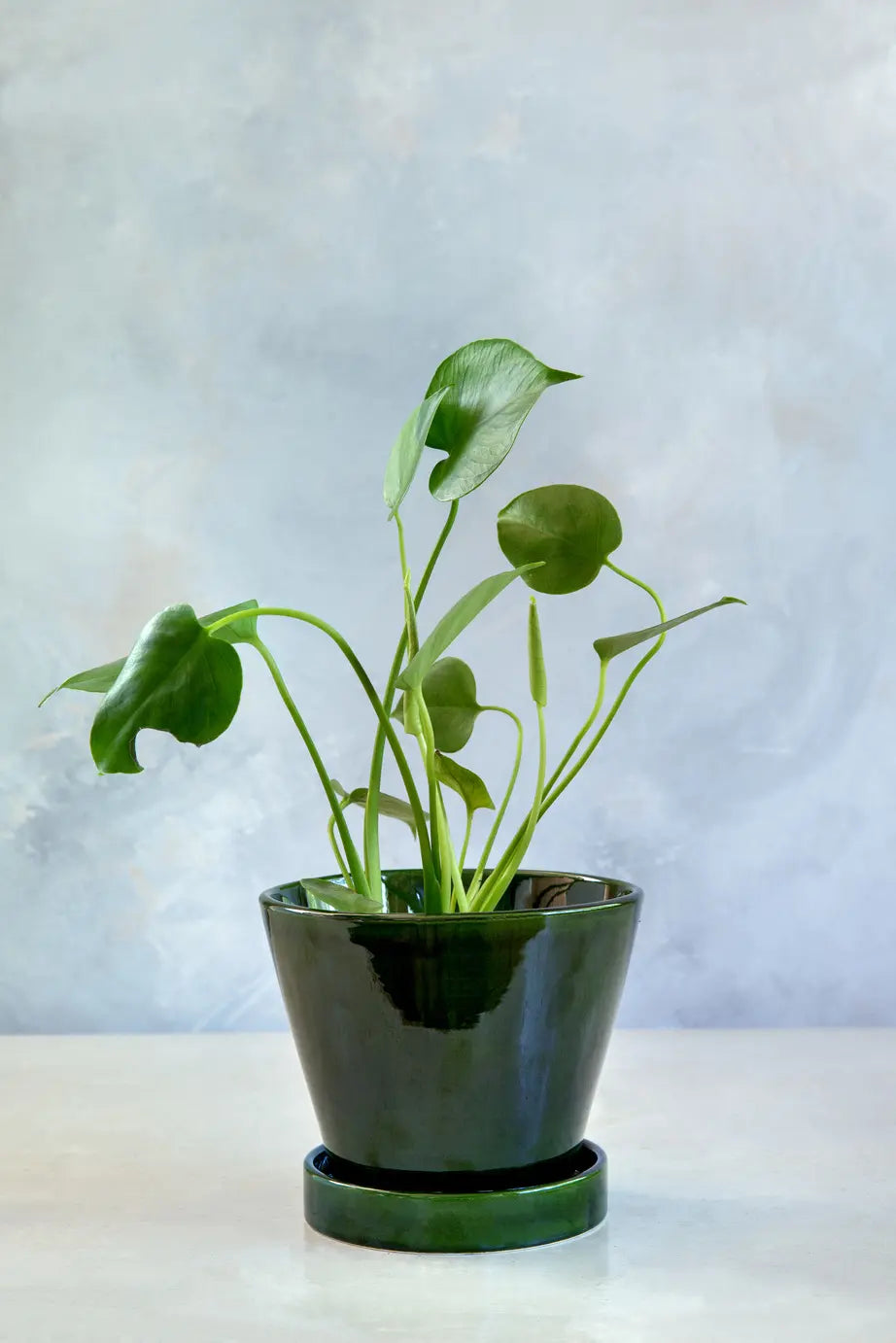 Julie Glazed Green