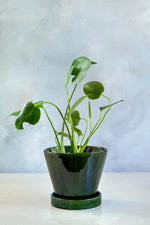 Load image into Gallery viewer, Julie Glazed Green
