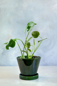 Julie Glazed Green