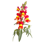 Load image into Gallery viewer, Snapdragon 'Brighton Rock' Seeds

